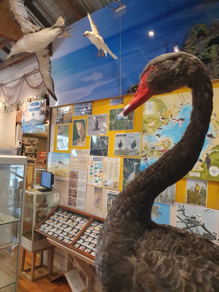 Inside the Lobster Pot. a display of a swan and posters on a wall