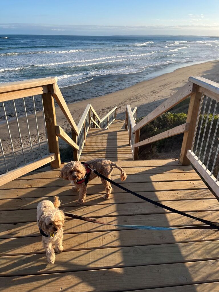 two dogs on a lead at the top of steps leading to the beach