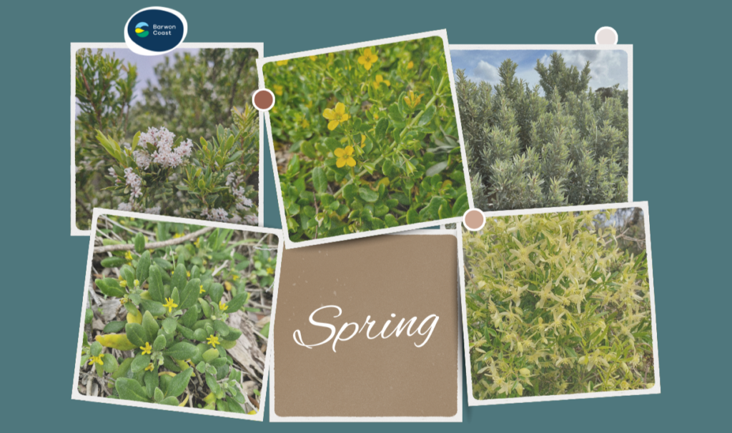 Spring flowers found locally