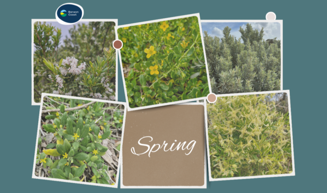 Spring flowers found locally