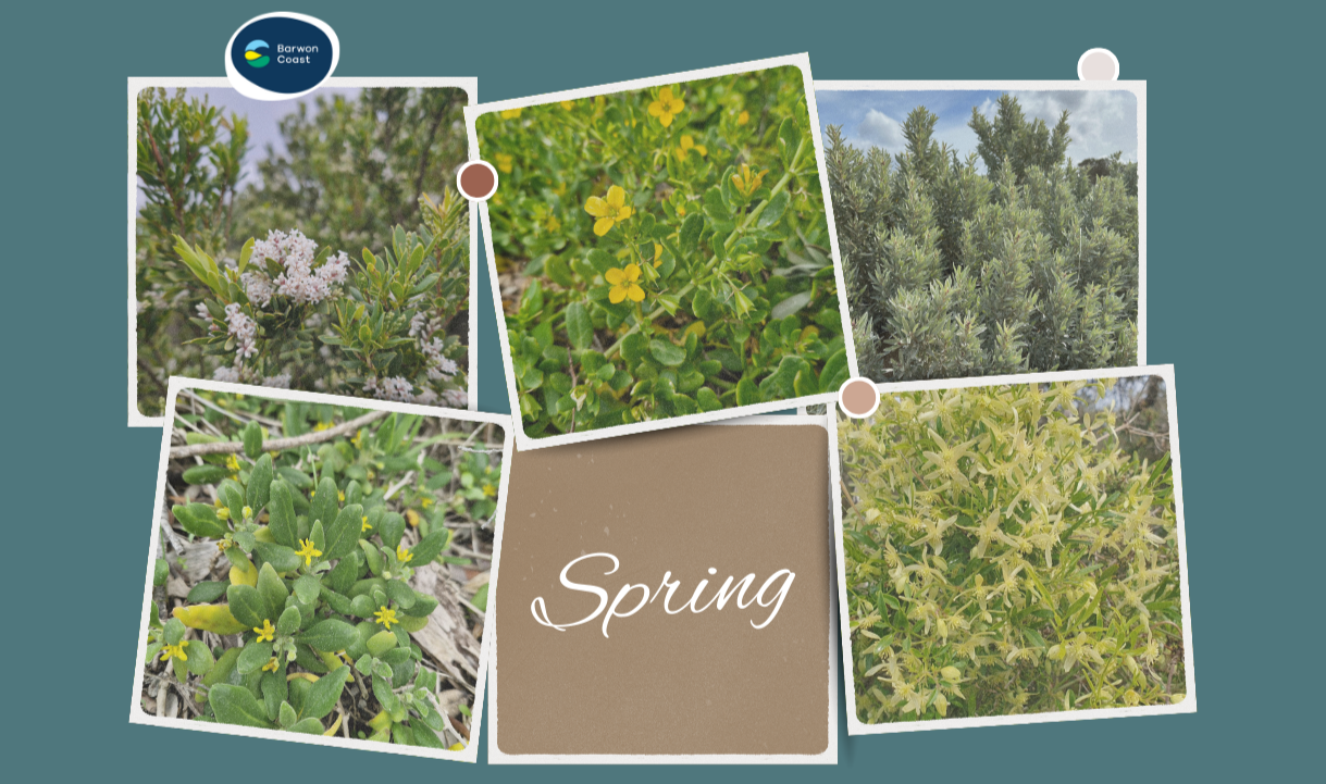 Spring flowers found locally